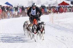 Lenk 2013